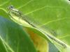 Erythromma viridulum